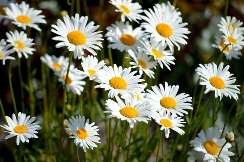 Floricultura Menina Flor