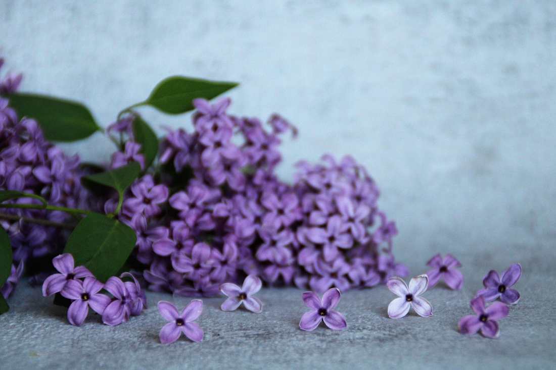 Floricultura Menina Flor