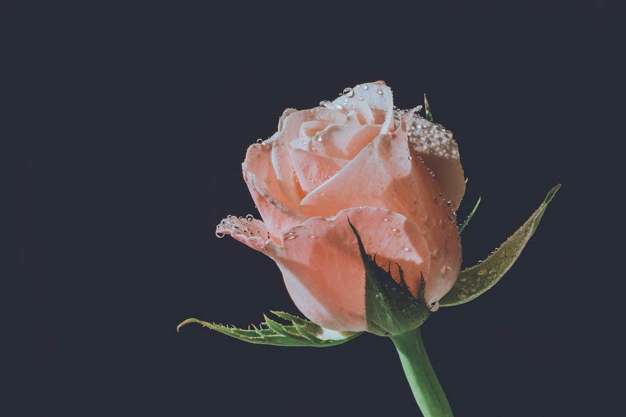 Floricultura Menina Flor