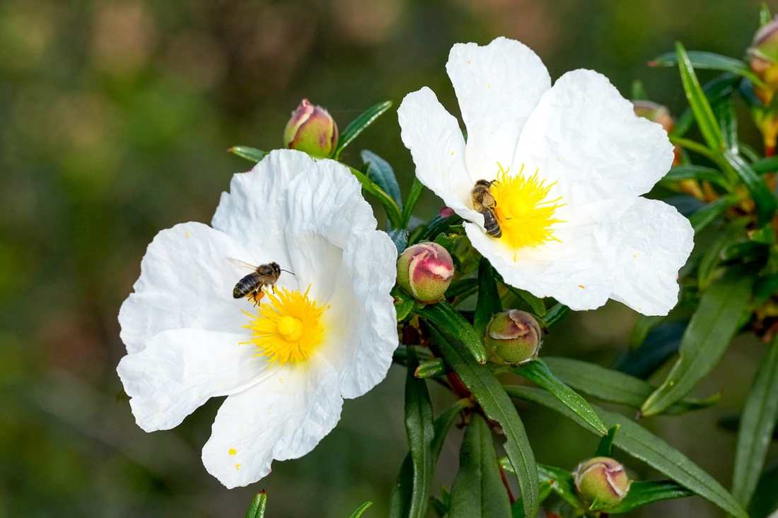 Floricultura Menina Flor