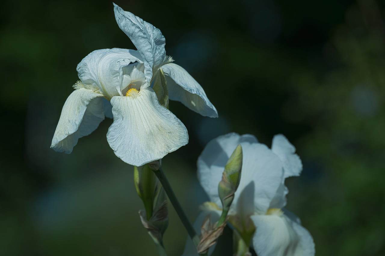 Floricultura Menina Flor