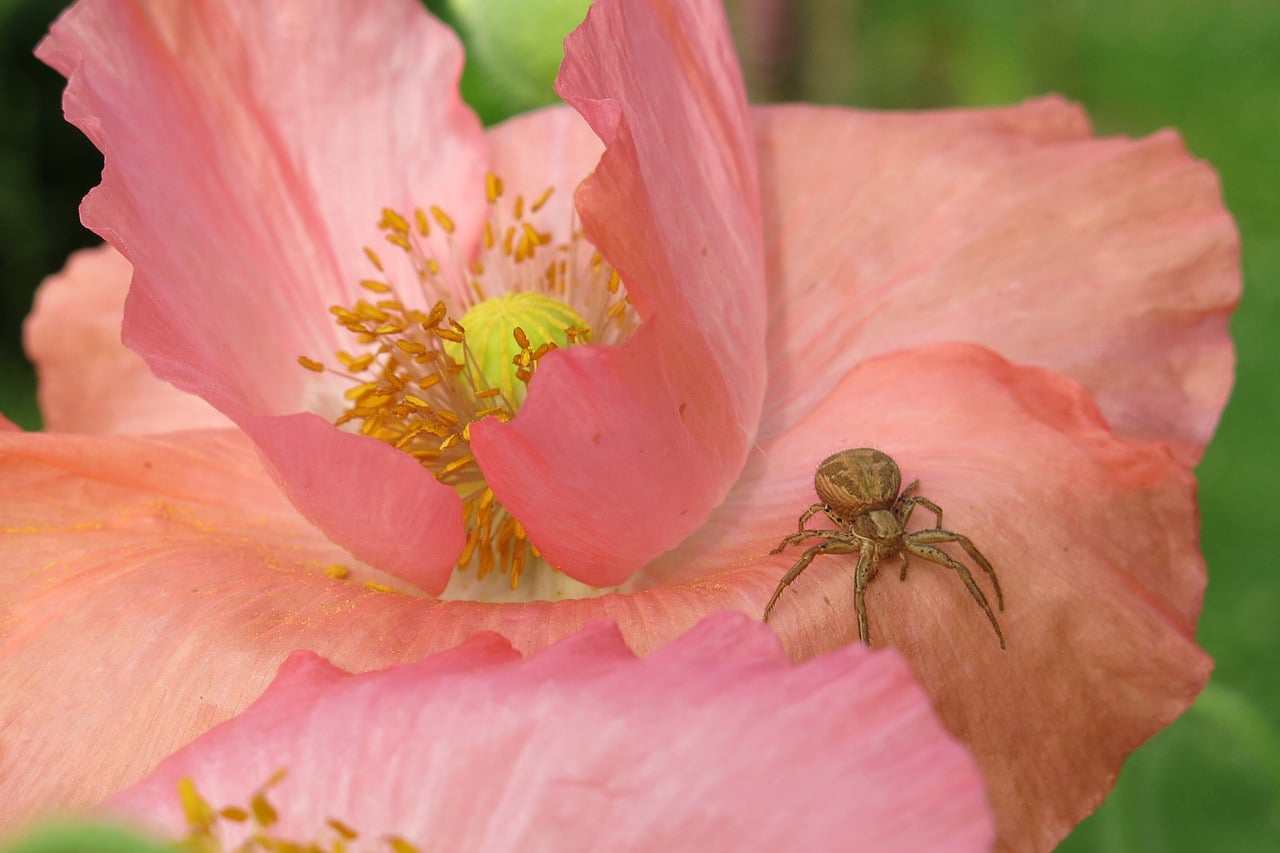 Floricultura Menina Flor