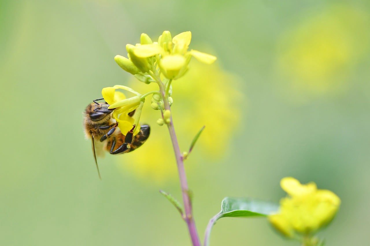 Floricultura Menina Flor
