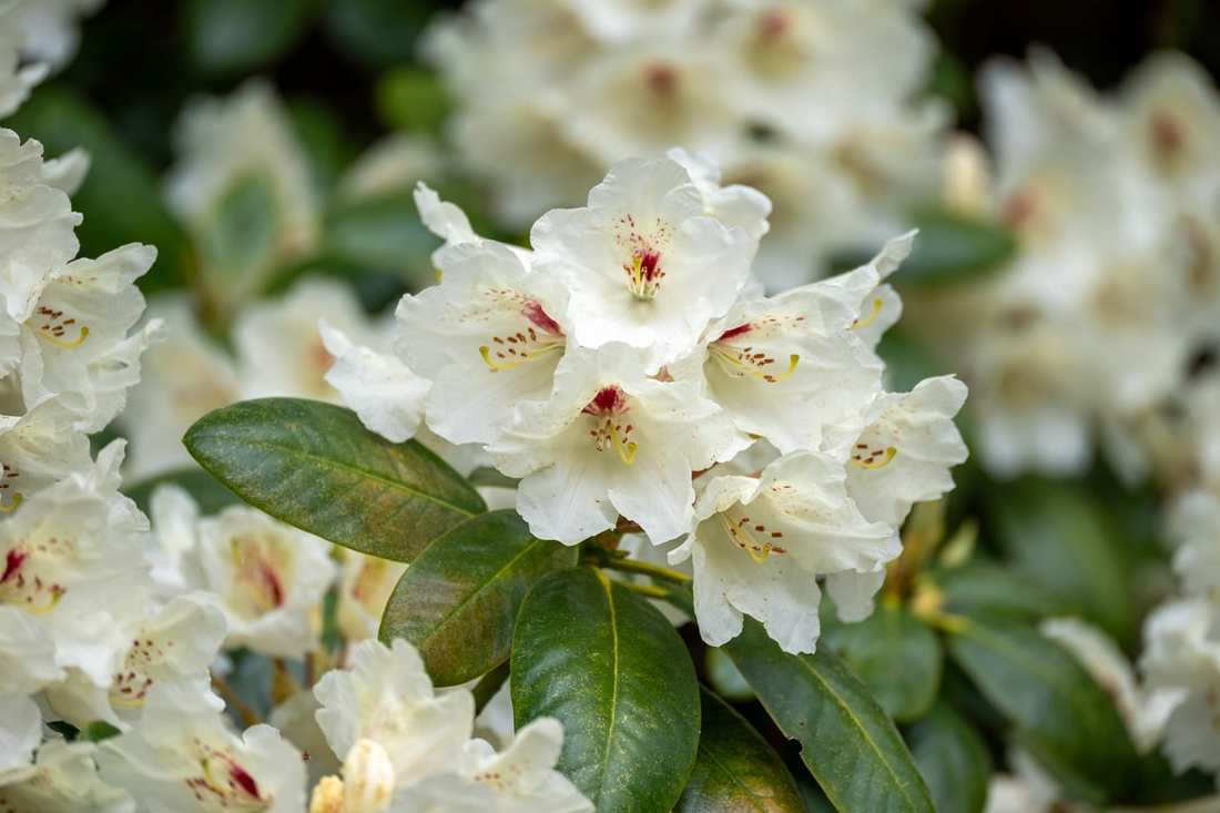 Floricultura Menina Flor