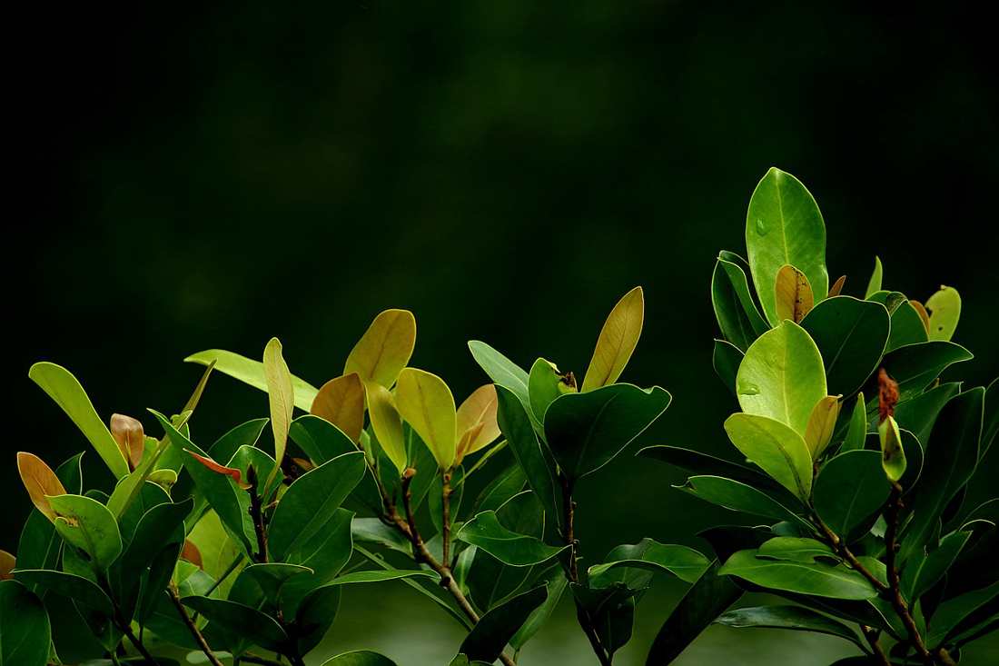 Floricultura Menina Flor
