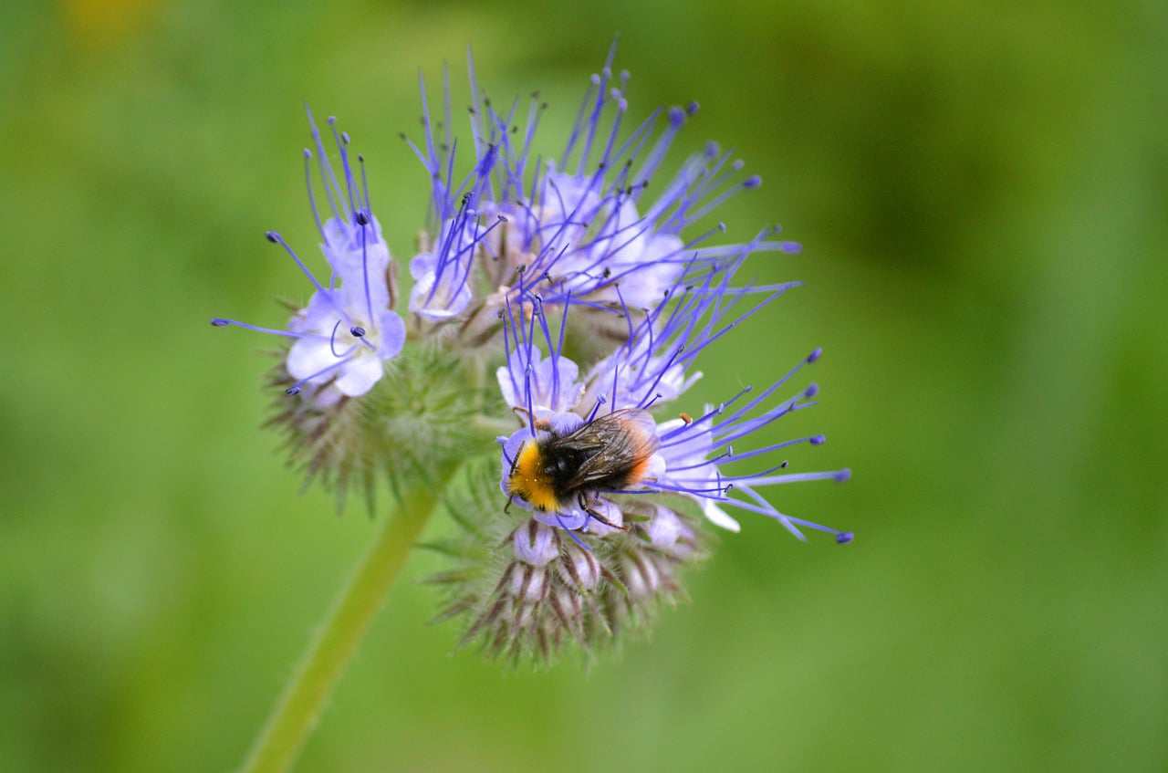 Floricultura Menina Flor
