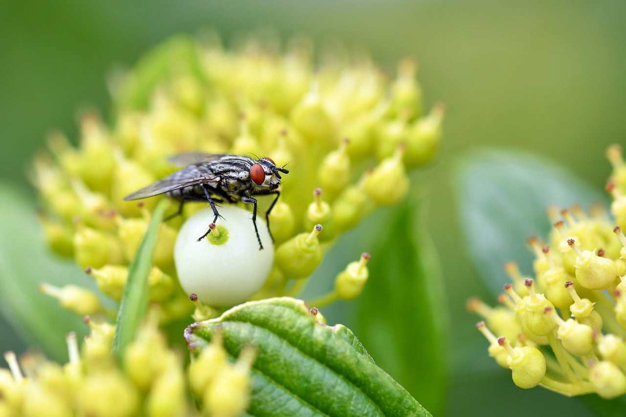 Floricultura Menina Flor