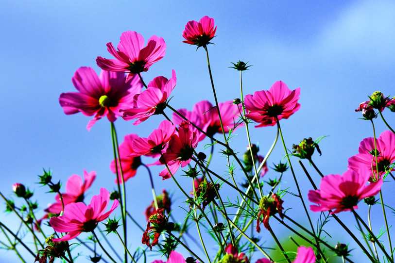 Floricultura Menina Flor