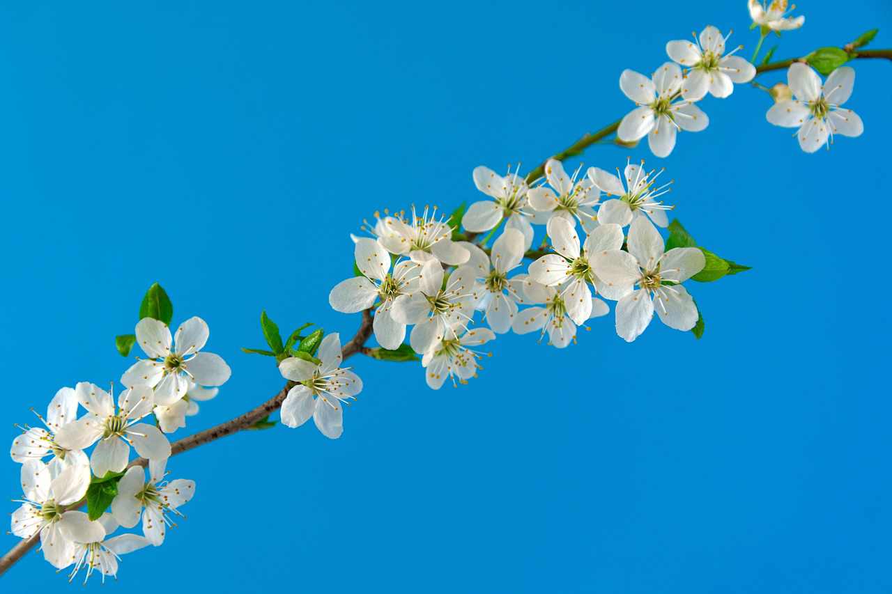Floricultura Menina Flor