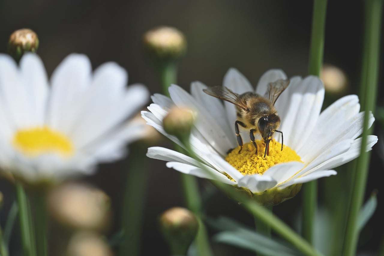 Floricultura Menina Flor