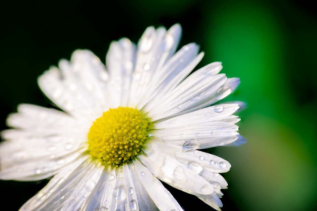 Floricultura Menina Flor
