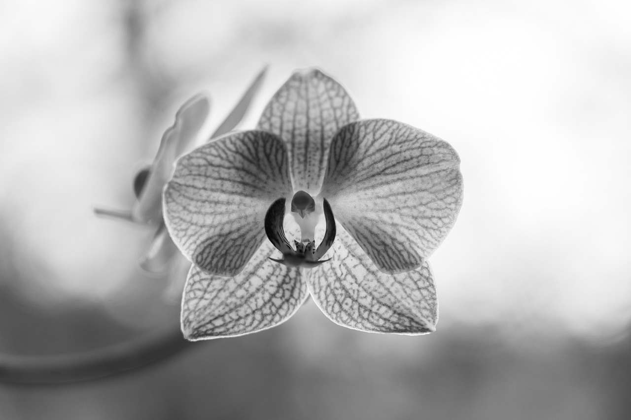 Floricultura Menina Flor