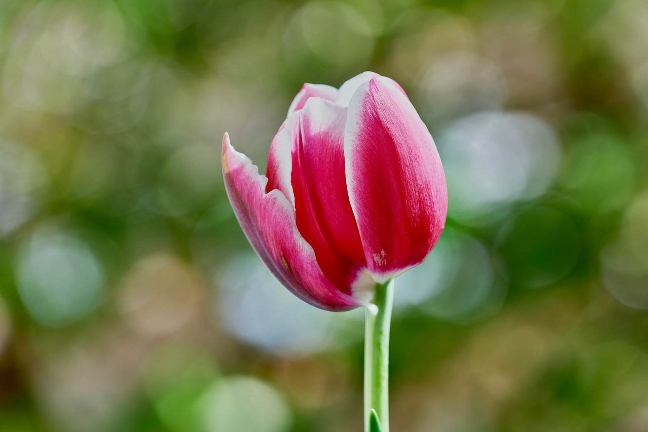 Floricultura Menina Flor