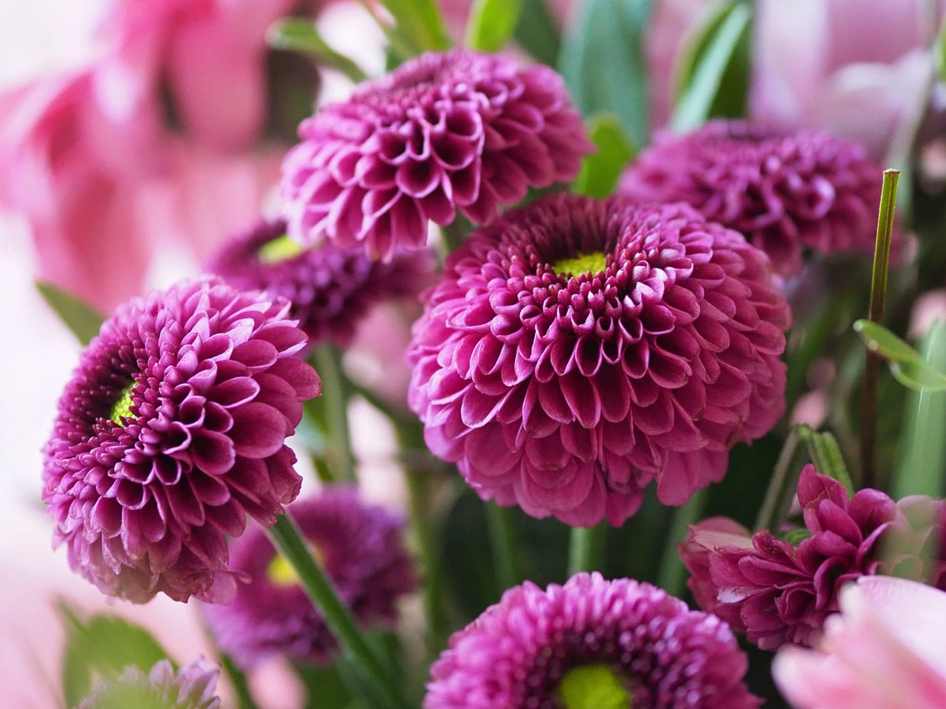 Floricultura Menina Flor