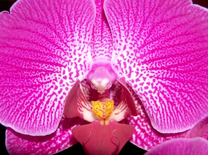 Floricultura Menina Flor