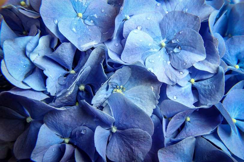 Floricultura Menina Flor