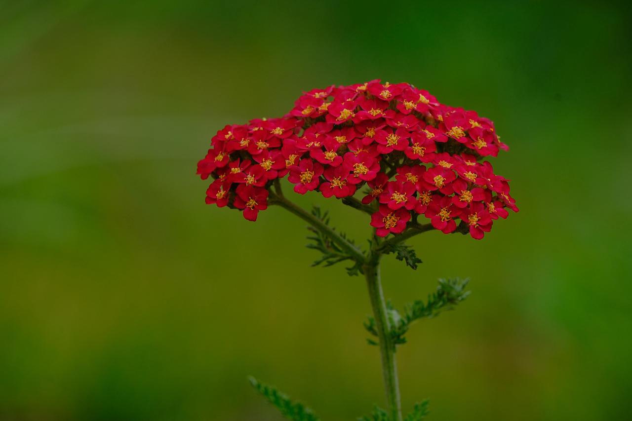 Floricultura Menina Flor
