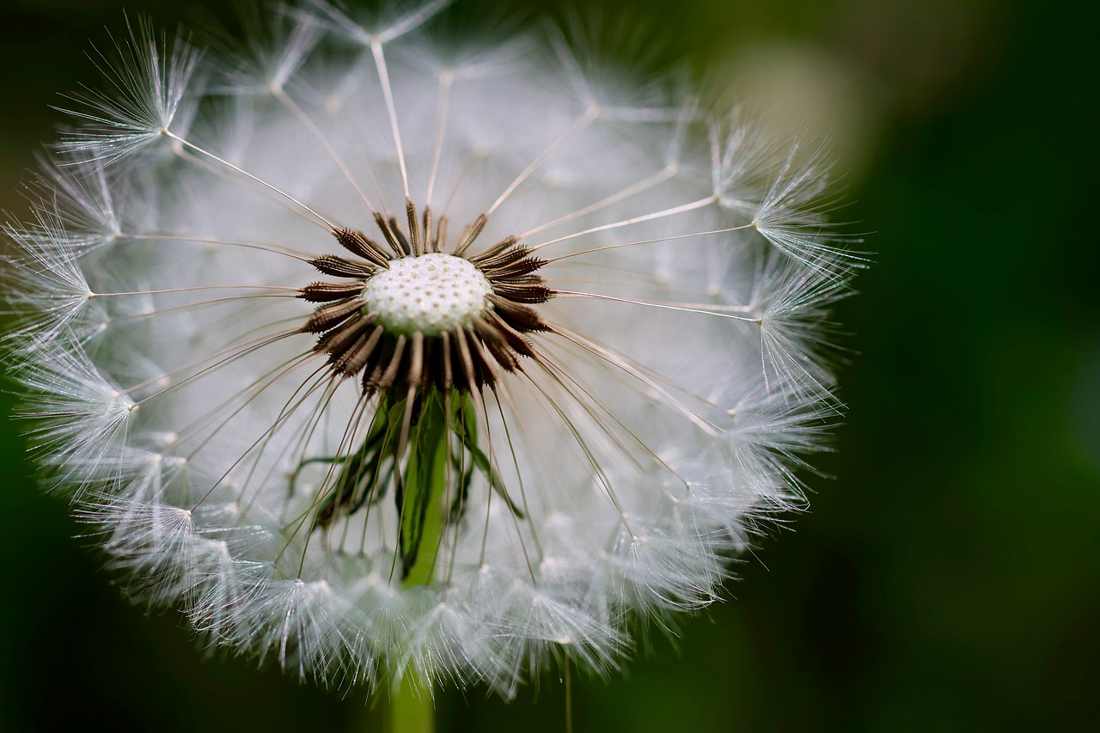 Floricultura Menina Flor