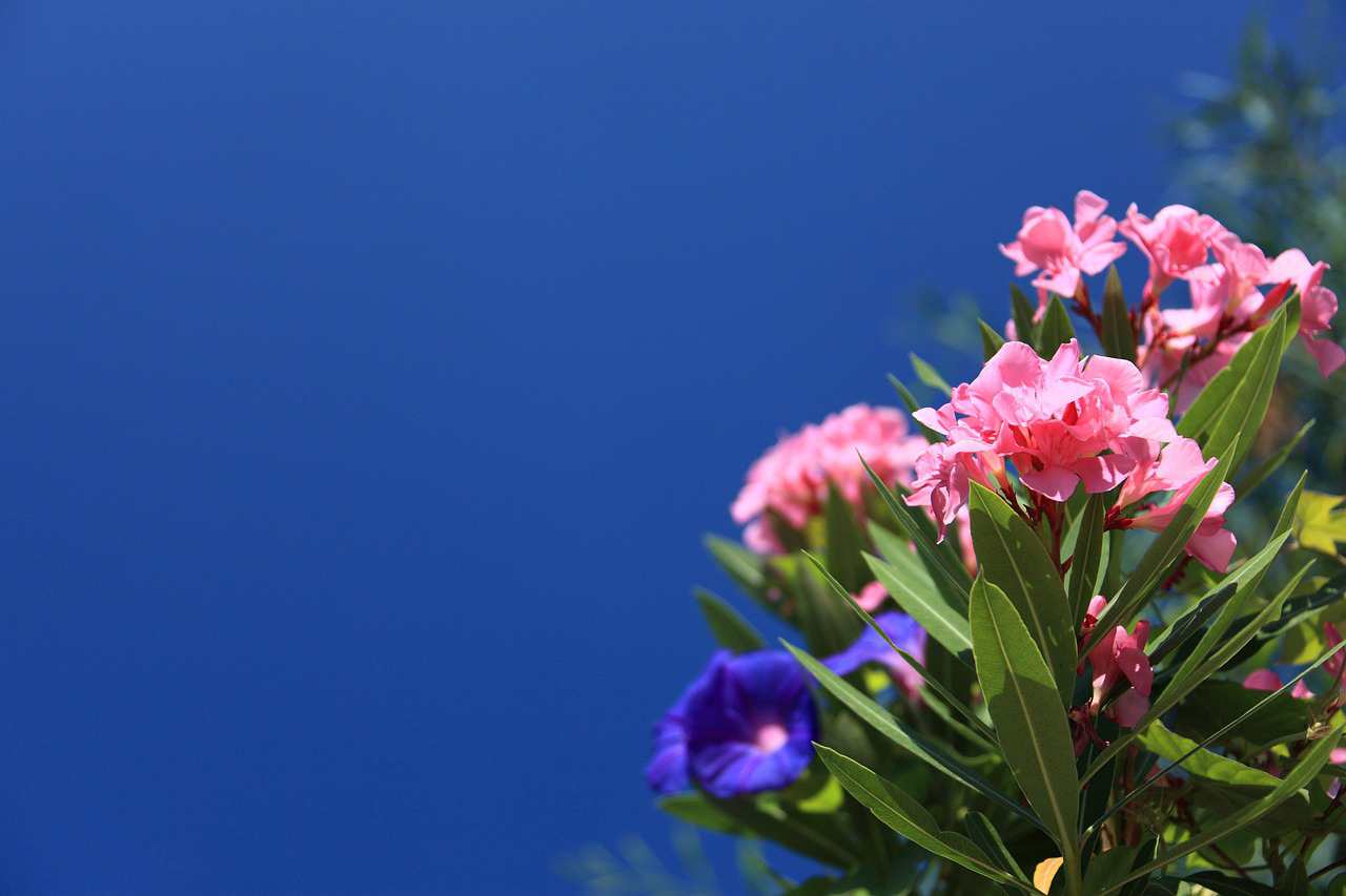 Floricultura Menina Flor