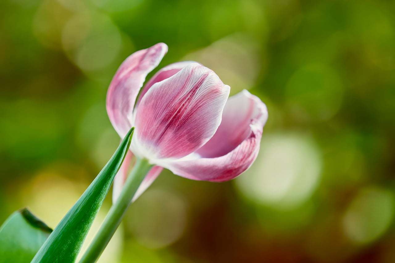 Floricultura Menina Flor