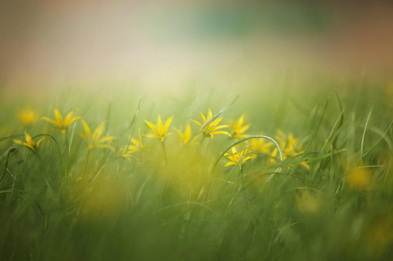 Floricultura Menina Flor