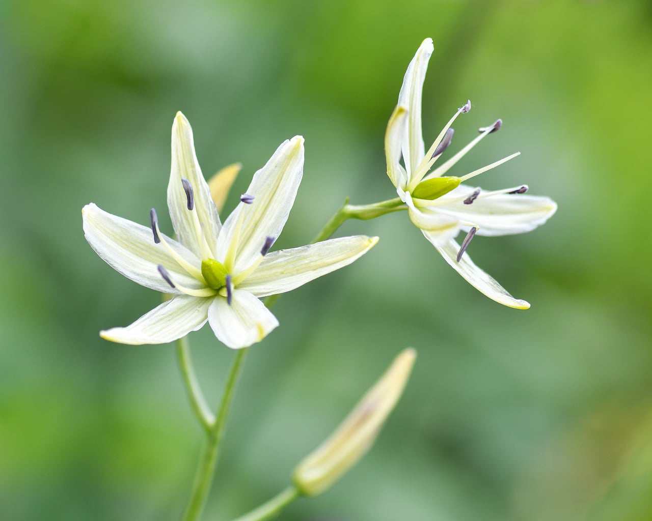 Floricultura Menina Flor