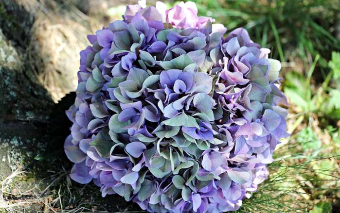 Floricultura Menina Flor