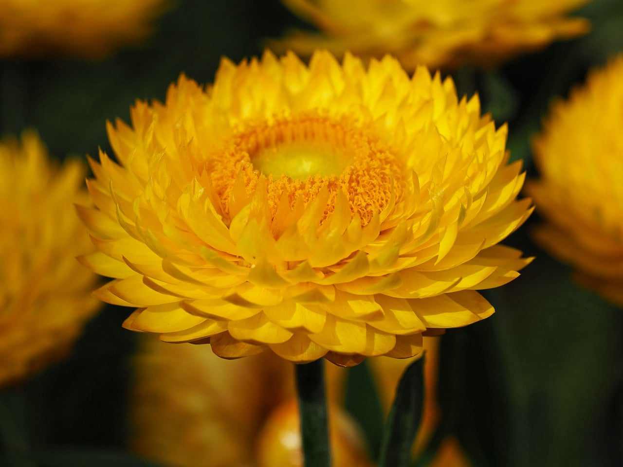Floricultura Menina Flor