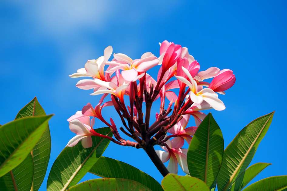 Floricultura Menina Flor