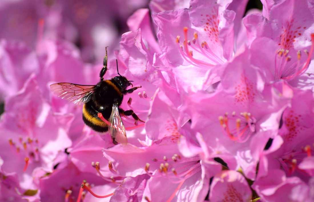 Floricultura Menina Flor