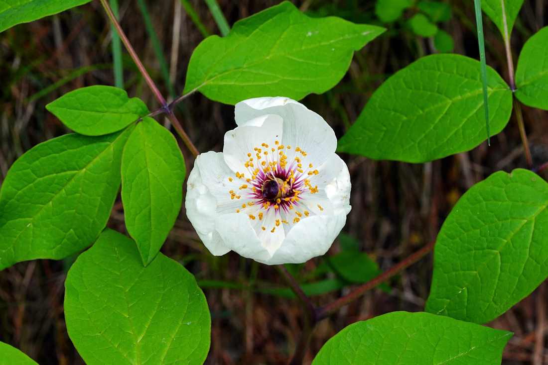 TRIO DE ROSAS NA JUTA DISPONÍVEL COM ROSAS BRANCAS, COR DE ROSAS E CHAMPANHE