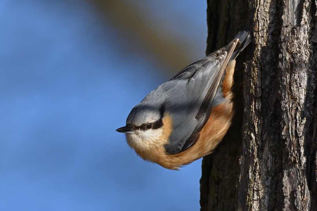Floricultura Menina Flor