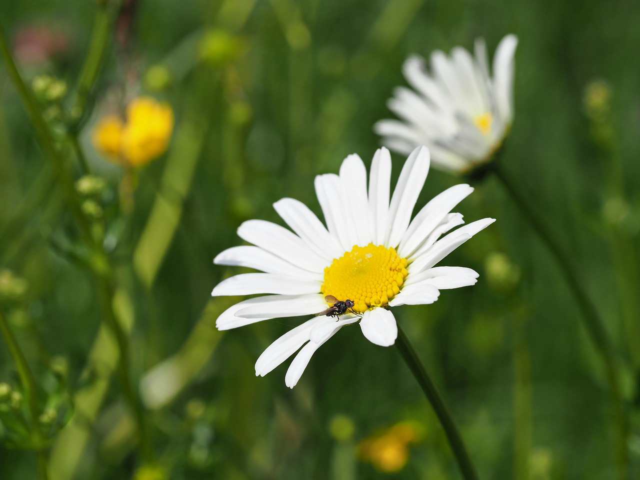 Floricultura Menina Flor