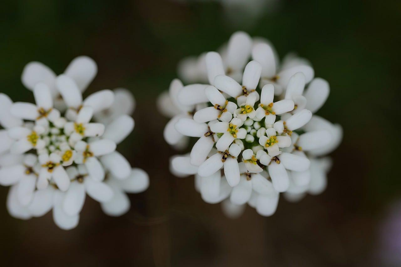Floricultura Menina Flor