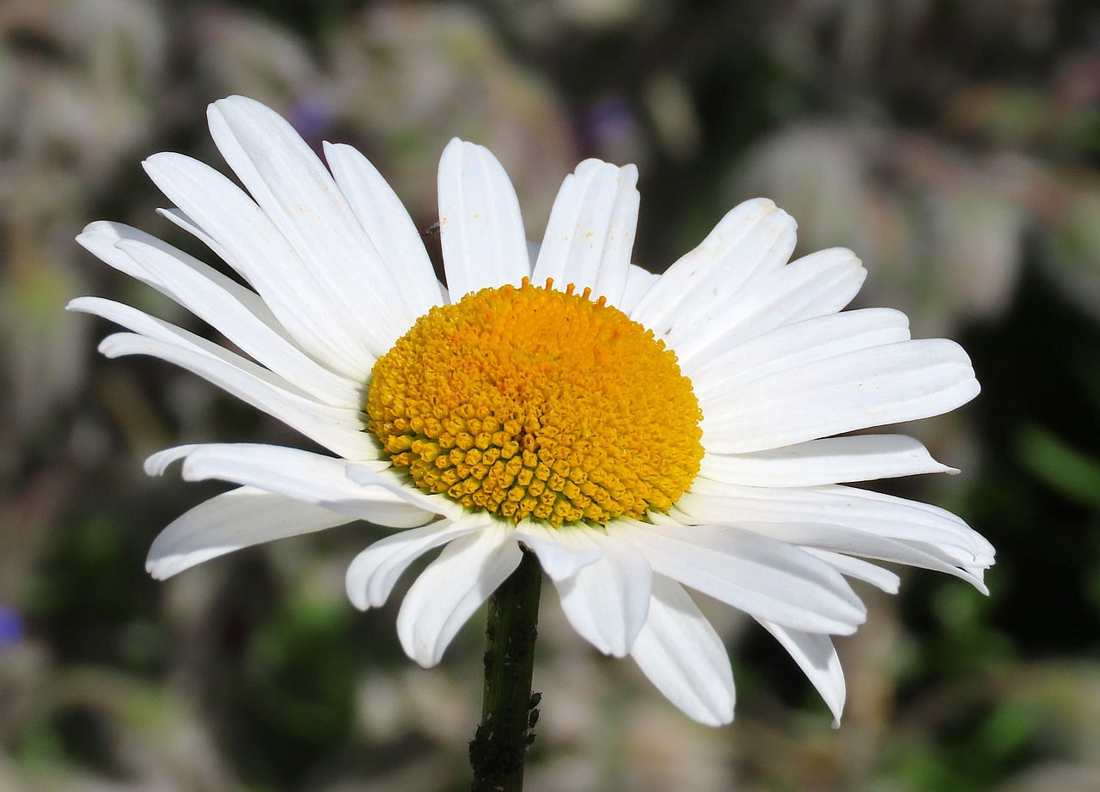 Floricultura Menina Flor