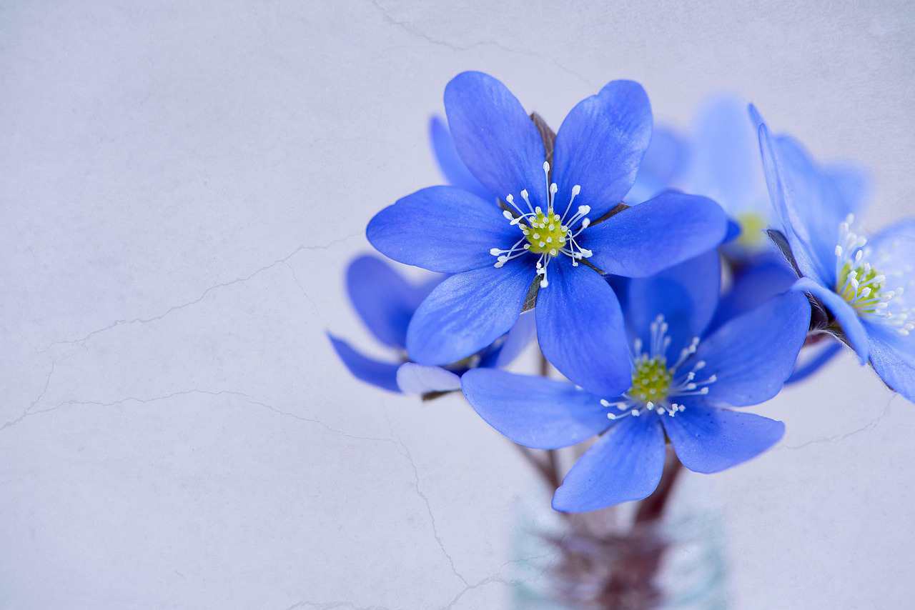 Floricultura Menina Flor