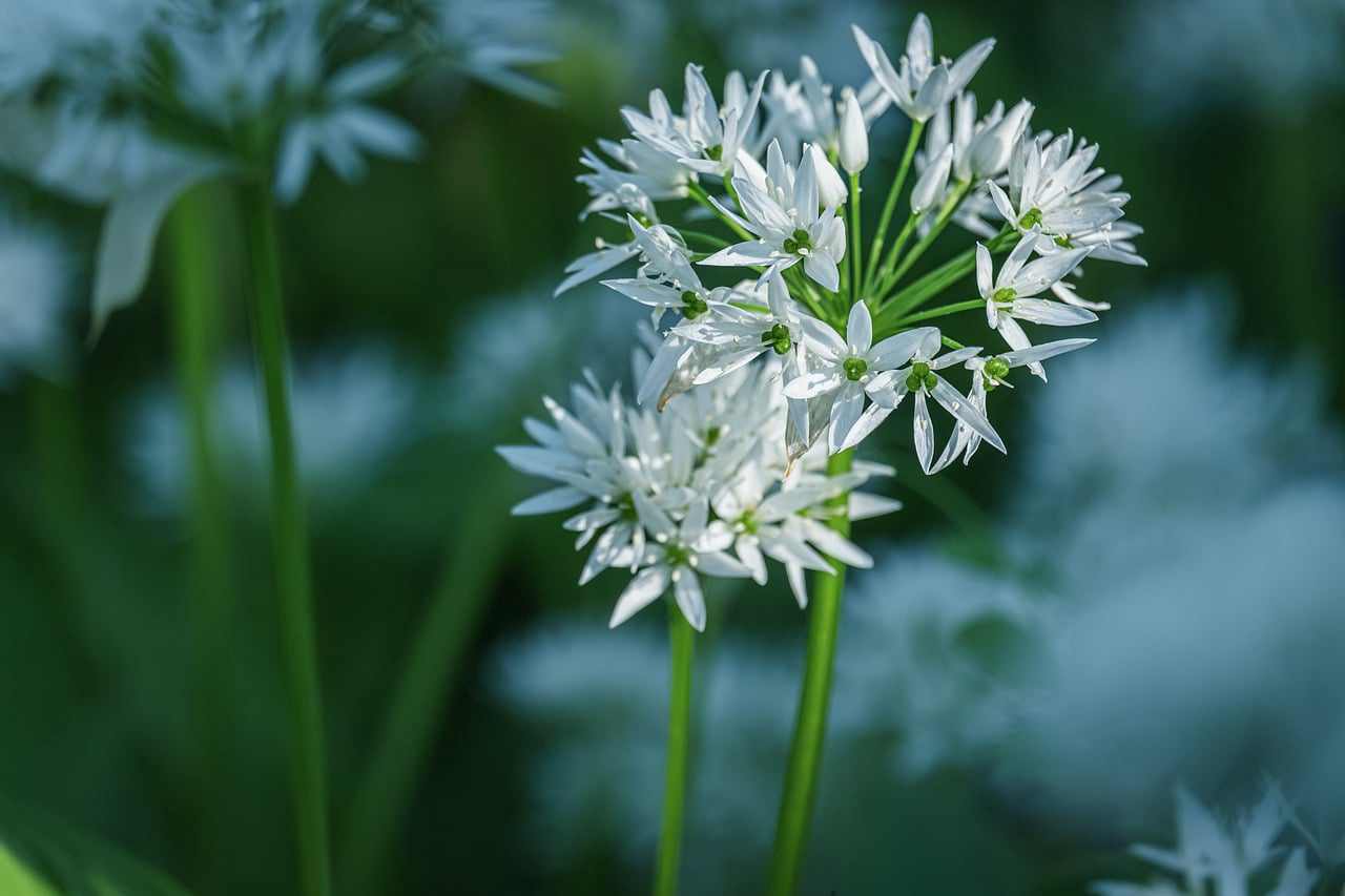 Floricultura Menina Flor