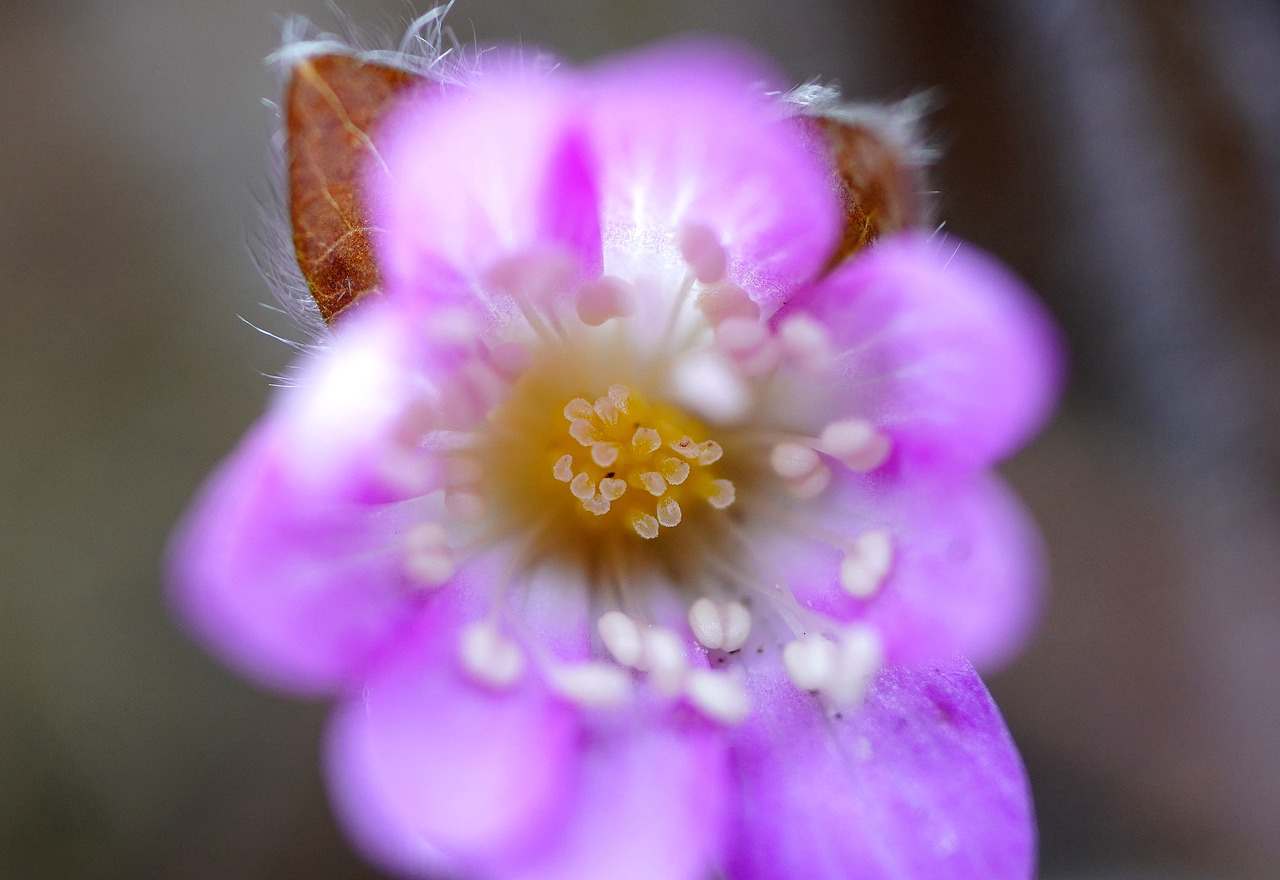 Floricultura Menina Flor