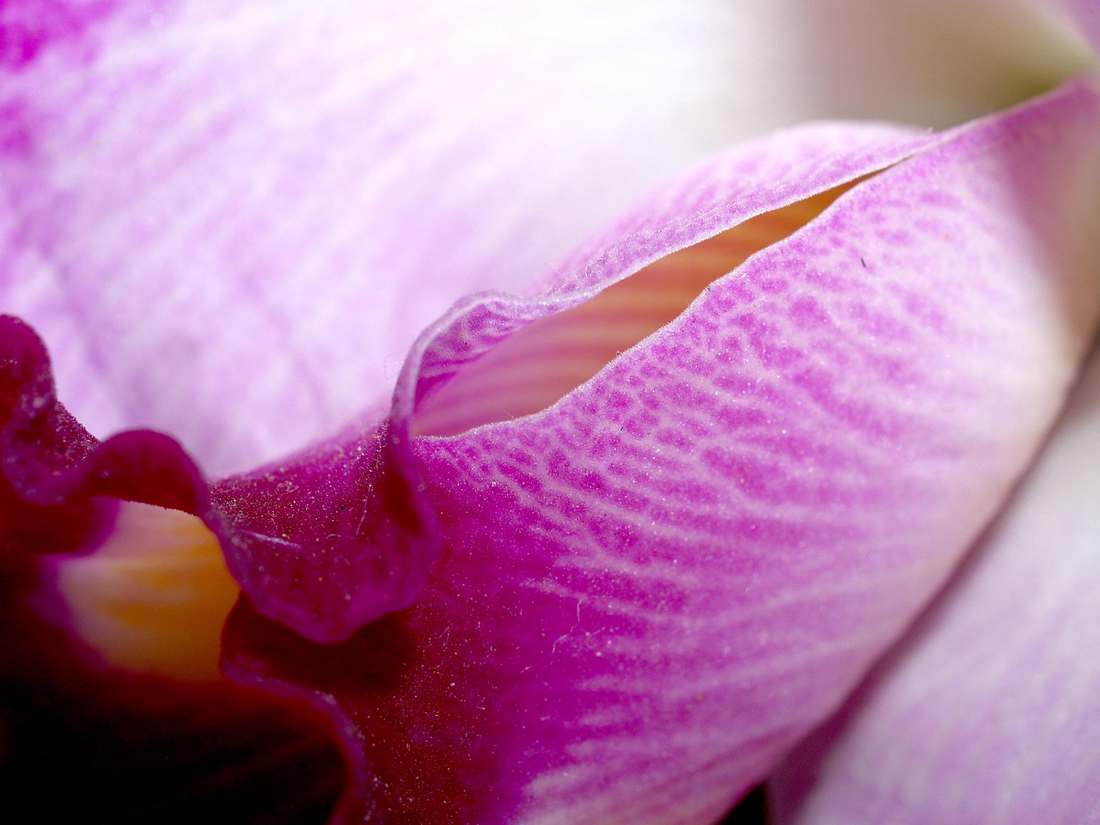 Floricultura Menina Flor