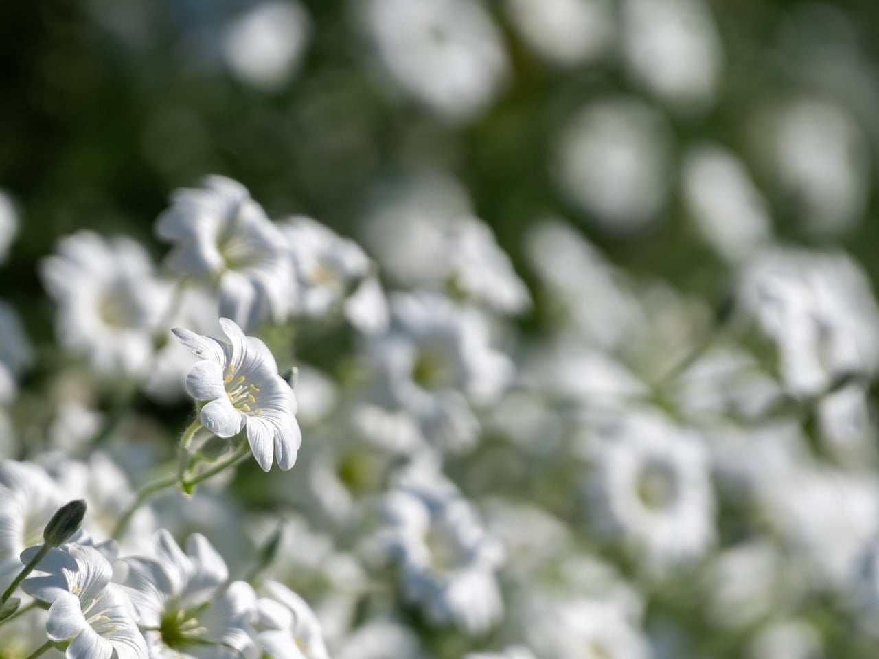 Floricultura Menina Flor