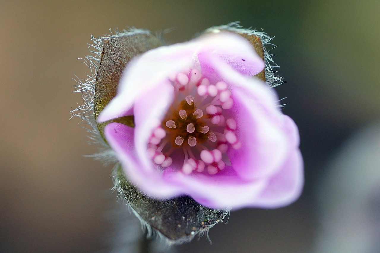 Floricultura Menina Flor