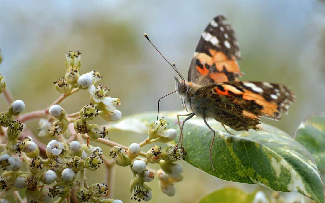 Floricultura Menina Flor