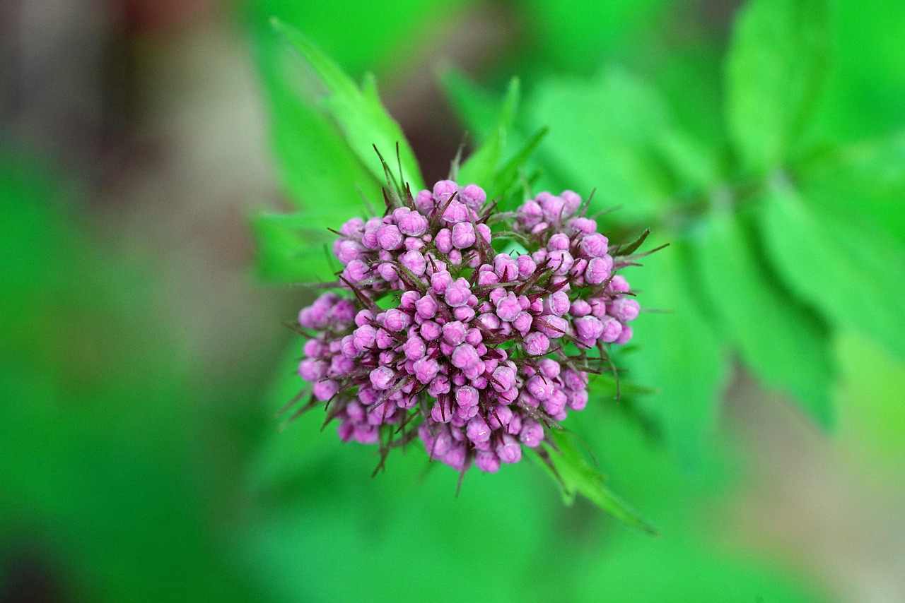 Floricultura Menina Flor