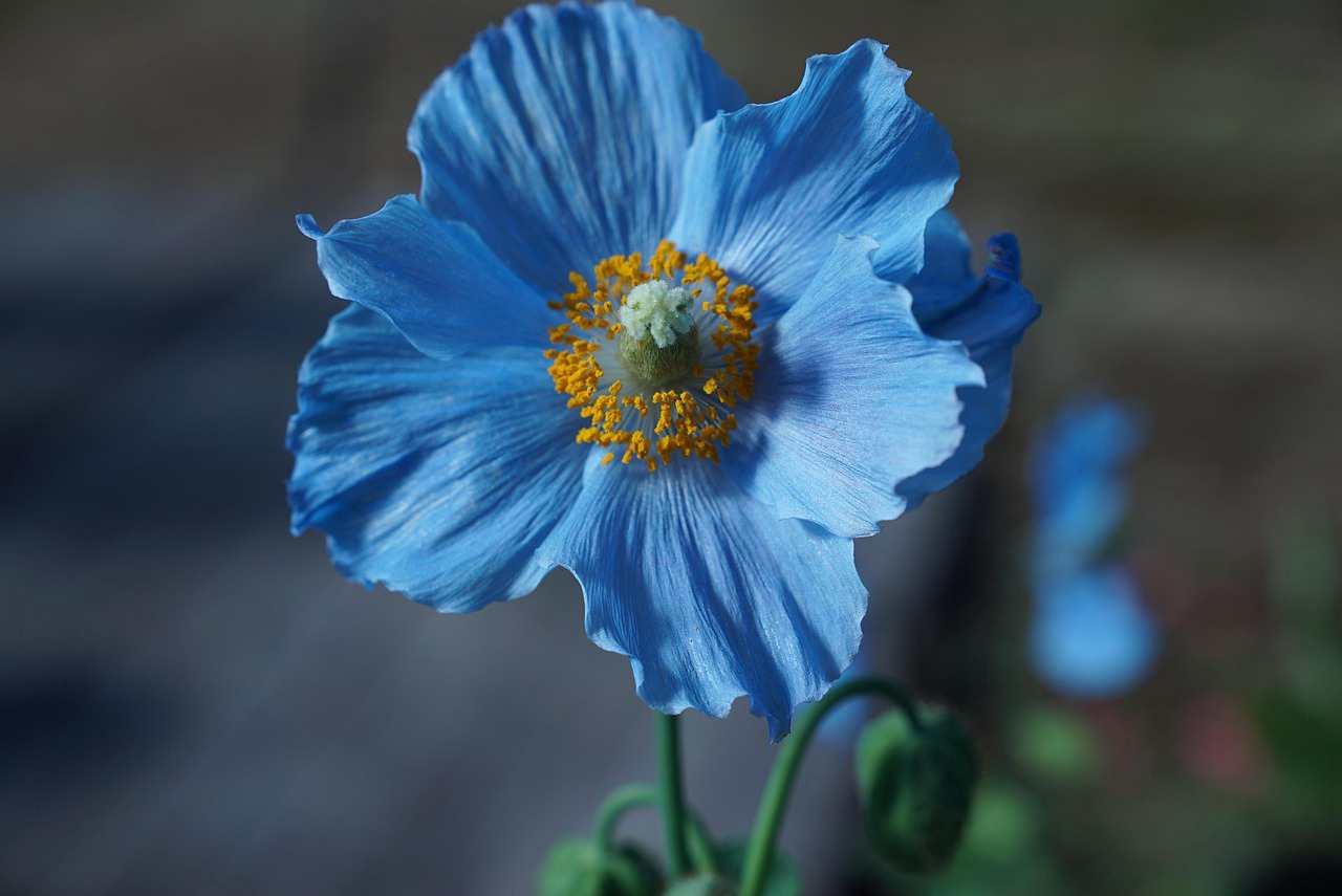 Floricultura Menina Flor