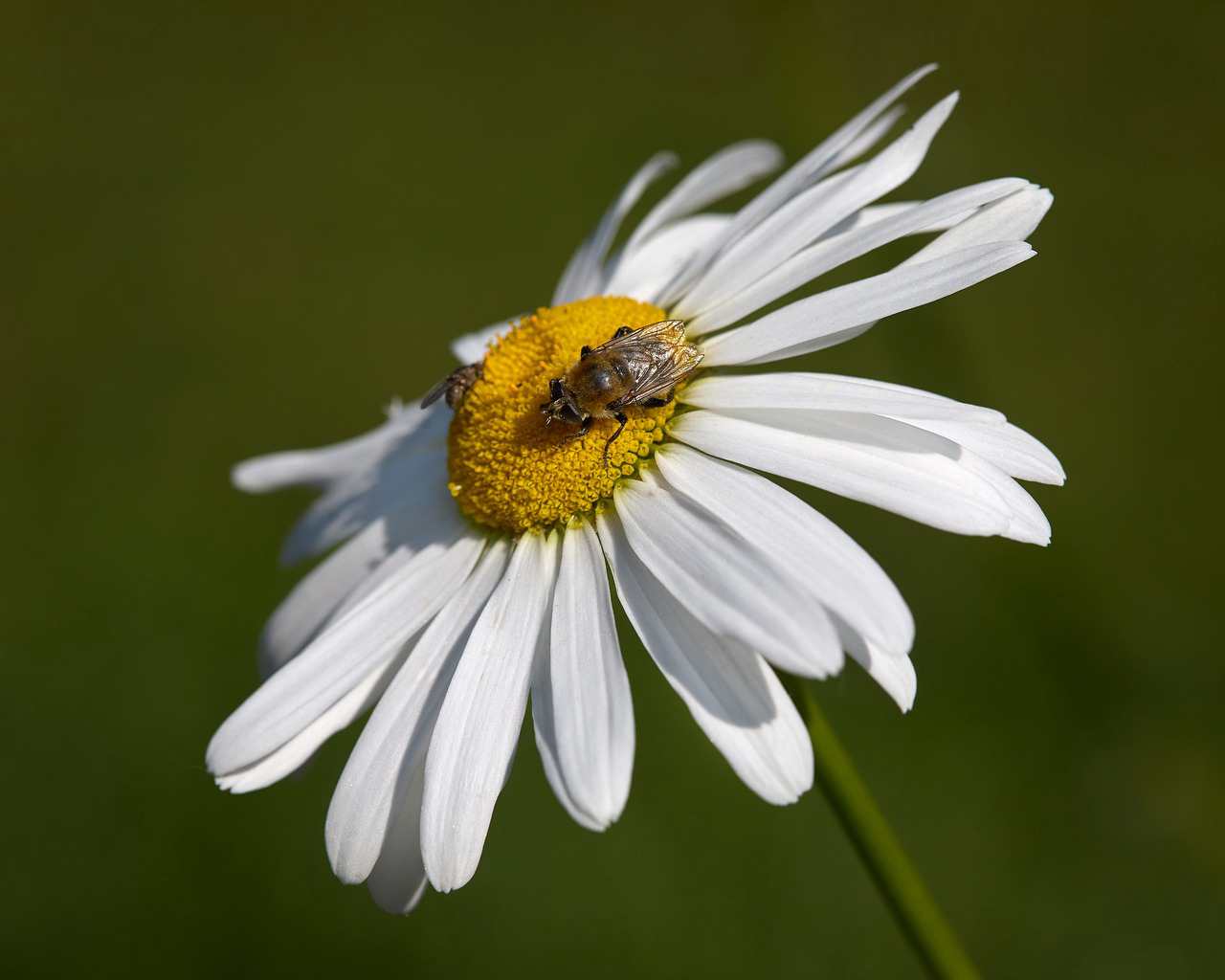 Floricultura Menina Flor