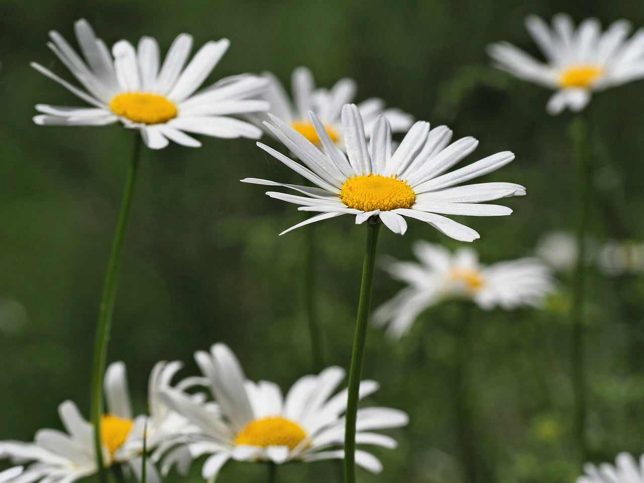 Floricultura Menina Flor