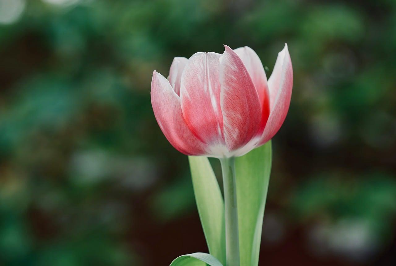 Floricultura Menina Flor