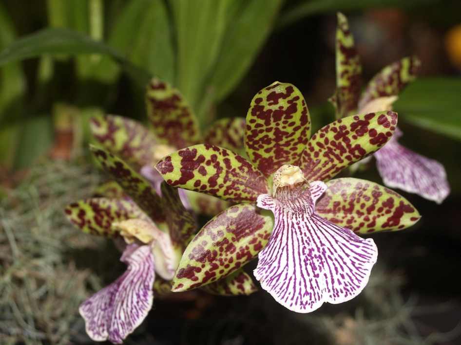 Floricultura Menina Flor