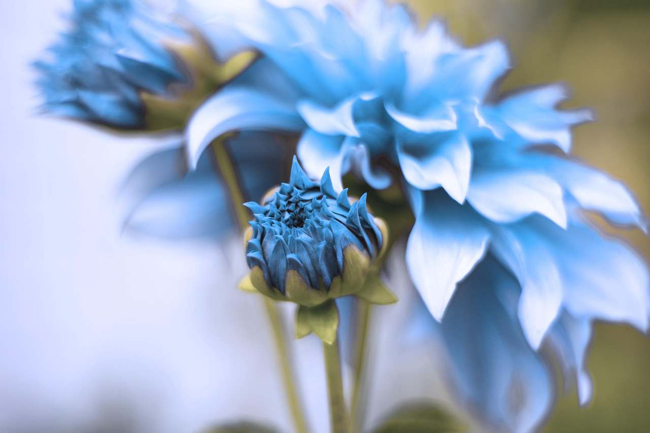 Floricultura Menina Flor