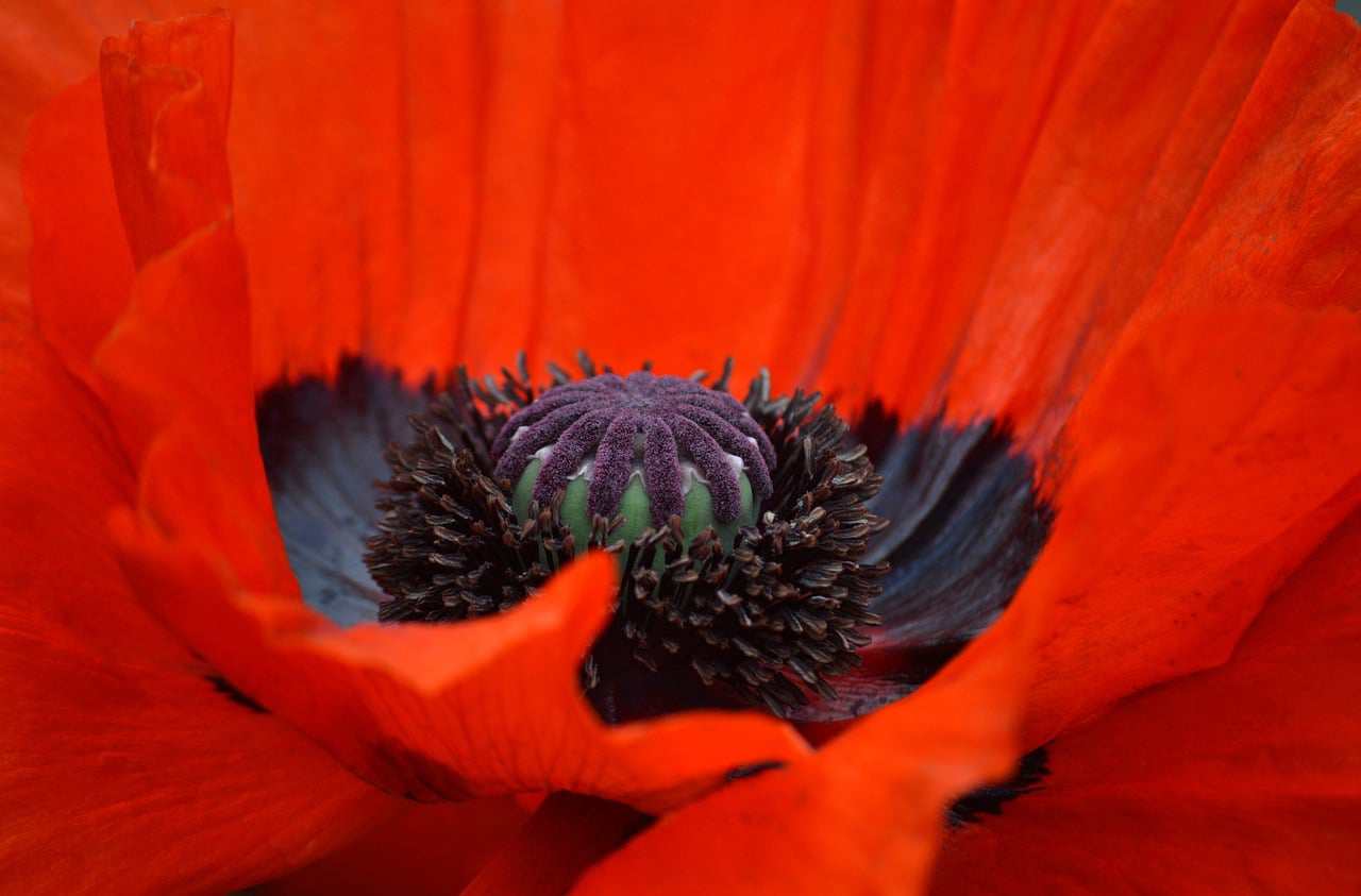 Floricultura Menina Flor